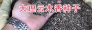 云木香几月播种？云南云木香播种方法/大理云木香种子