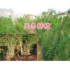 大理高产天冬苗批发—宾川天冬专业种植合作社