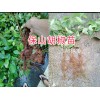 云南哪有胡椒苗？保山隆阳区胡椒种植基地