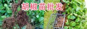 红胡椒、绿胡椒的区别/云南黑胡椒苗、白胡椒苗