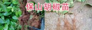 云南胡椒批发：保山胡椒种植销售、供应胡椒种苗
