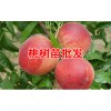 映霜红桃苗60~70cm多少钱？