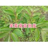 吴茱萸种植方法简述，用好苗今年种明年挂果