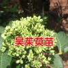 一棵吴茱萸能结多少果?_云南哪里有吴茱萸苗