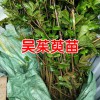 吴茱萸苗多少钱一棵(株)?吴茱萸苗亩产多少?