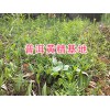 哪里批发（求购）滇黄精种苗_云南普洱黄精苗批发
