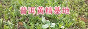 普洱产地黄精种苗-13577933280/滇黄精根茎苗批发