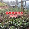 药材黄精苗是什么样?鸡头黄精苗 [附图]
