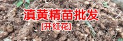购鸡头黄精种苗_鸡头黄精倒苗吗?_鸡头黄精苗图片