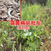 黄精小苗图片?黄精幼苗图片_甜黄精苗图片