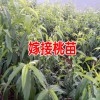 承接各种苗木嫁接业务_