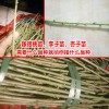 李子树_桃树苗_嫁接技术