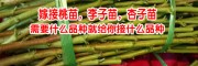 杏子苗多少钱一棵?一苗地杏子种多少垂询