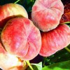 桃子晚熟品种大全+晚熟桃子的品种树苗大全(附图) -
