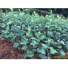 芒市哪里有苹果苗-昭通苹果基地 13887043679