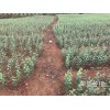 马关县哪里有苹果苗-昭通苹果基地 13887043679