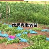 云南花椒苗-云南今日均价是多少?