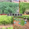 两年“优质青椒袋苗-
