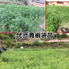 一亩花椒栽多少棵苗好？