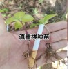 出售滇重楼籽种_购买重楼苗费用在多少?