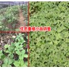 云南滇重楼如何种植?滇重楼种植技术客服多少?