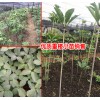 重楼苗药是什么- 什么是重楼苗(附图)