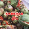 重楼种子多少一斤- 重楼种子多少钱?