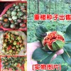 重楼种子价格多少?_15877812999