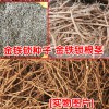金铁锁种子_金铁锁根茎干货?