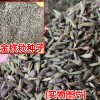 金铁锁多少钱一斤_金铁锁亩产多少斤?