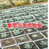 多肉叶子变软的原因_昆明多肉植物批发市场