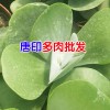 [昆明多肉植物批发市场]客服是多少?