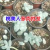 可爱玫瑰多肉植物多少钱?_昆明多肉植物种植批发基地