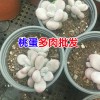 云南多肉植物基地批发_ 云南肉嘟嘟生产厂家技术资料大全