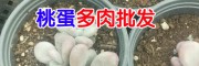多肉植物图片_1000种多肉植物图片