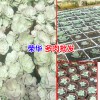 云南多肉植物怎么养?