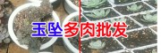 多肉植物基地/多肉植物/多肉植物批发