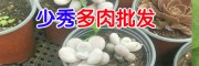 昆明的多肉市场︳昆明多肉市场@多肉植物昆明哪里多?