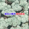 多肉植物昆明#昆明多肉植物批发市场@昆明多肉园艺