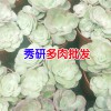昆明多肉市场在哪里︳昆明多肉交易市场︳云南昆明多肉市场