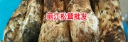 产地松茸价格是多少钱一斤?