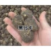 云南玛卡种植基地_云南玛卡中药材种植户