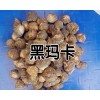 云南哪里的玛卡好_产地玛卡种植基地销售