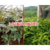 大红椒树苗——九叶青椒苗那里有?
