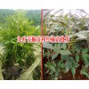 云南大红椒苗多少钱一棵?_九叶青椒苗和红椒苗