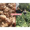 销售鲜黄精茎块_贵州'/云南/四川鲜黄精种植公司