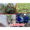 2018吴茱萸保底回收_欢迎合作18216536586