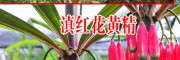 滇黄精有什么作用_滇黄精是什么?