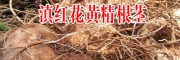 鸡头黄精统货报价多少钱