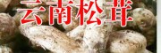 |哪里出售姬松茸|哪里买有姬松茸